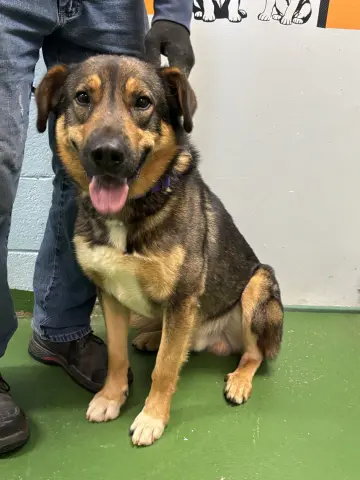 Rex