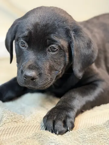 Elsa