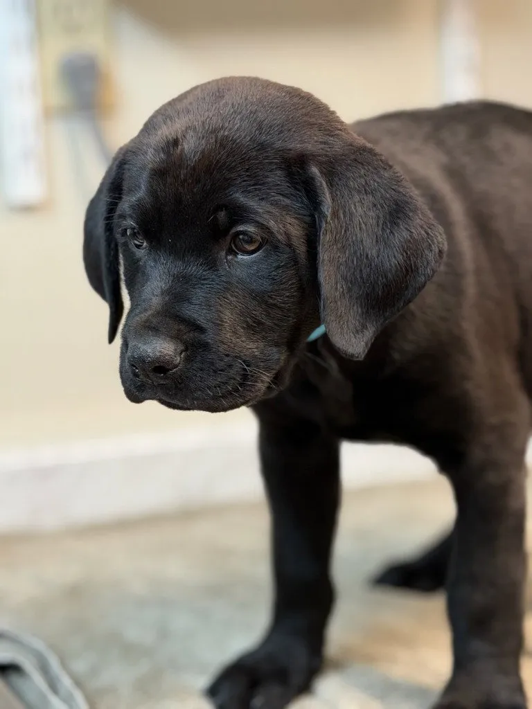 Maximus - Photo 1