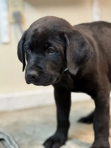 Maximus