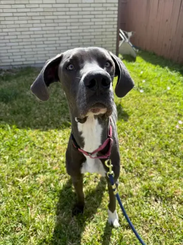 Atlas