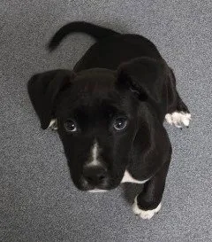 Butch - Photo 1