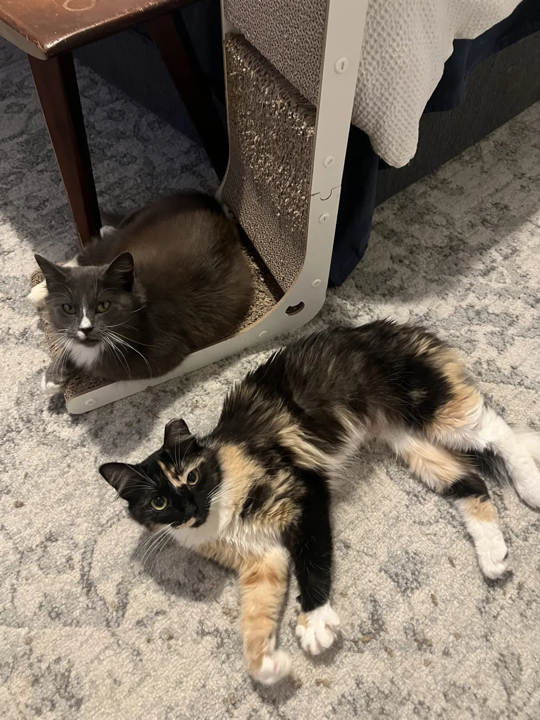 Cookie & Crumb - Photo 1