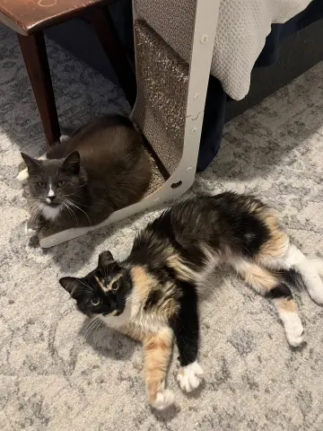 Cookie & Crumb