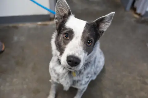 Maximus