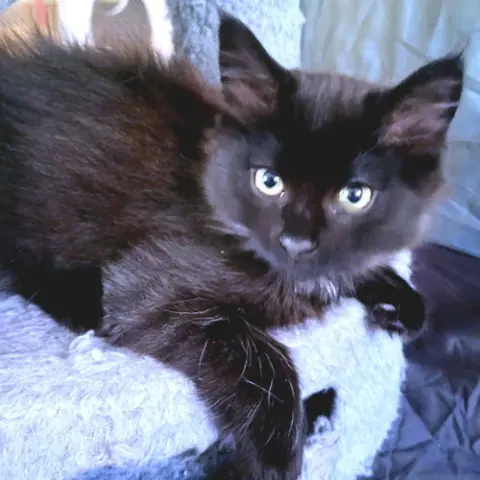 Onyx