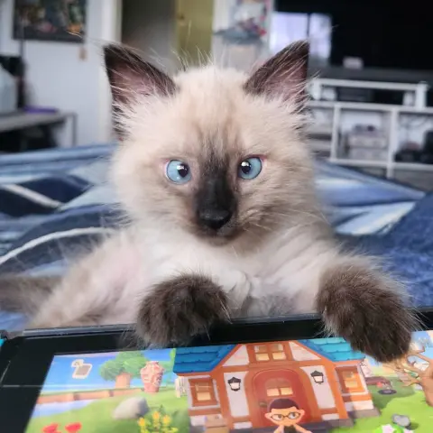 Bernard