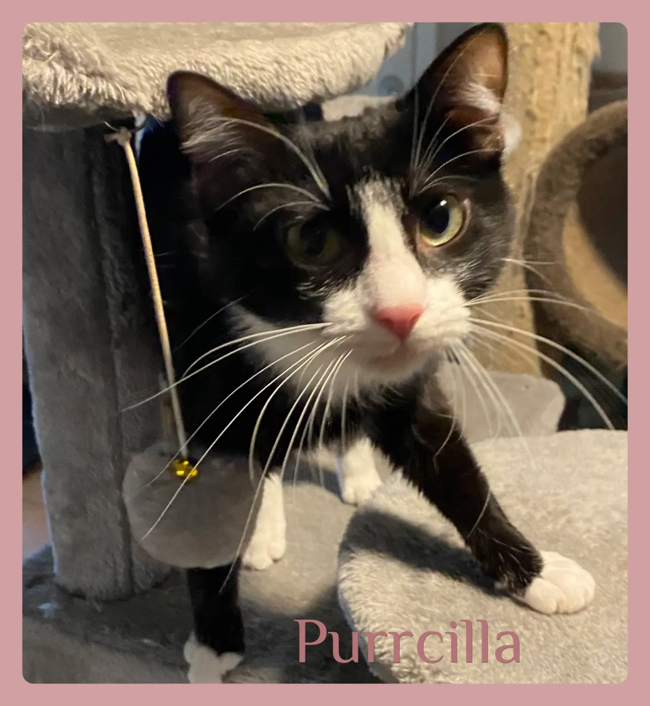 Purrcillia - Photo 1