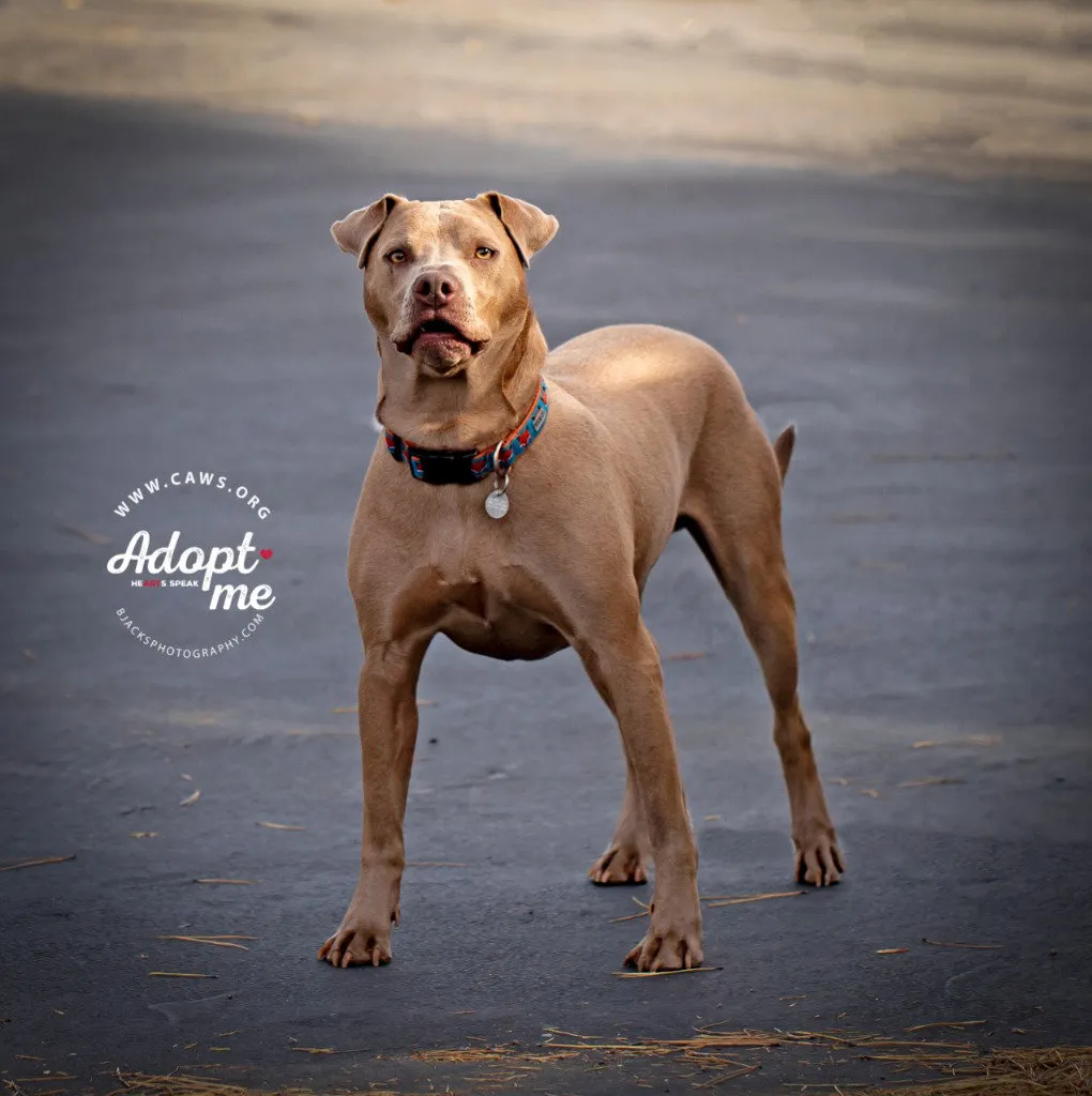 Trooper - Photo 1