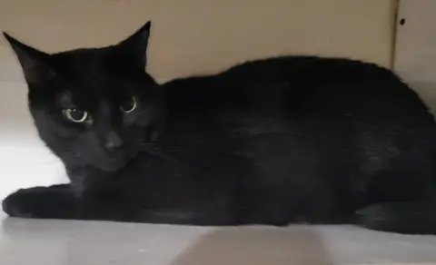 Inkspot