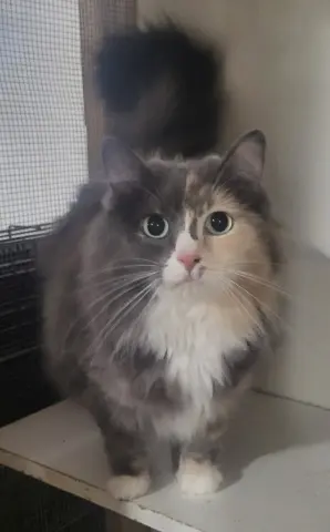 Ms Kitty