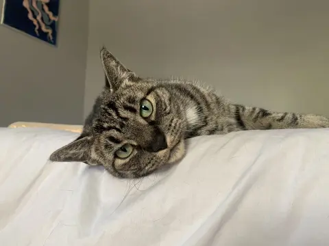 Bebe