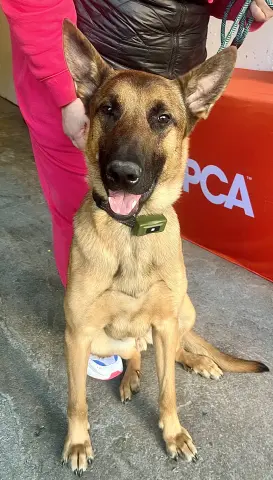 Taz