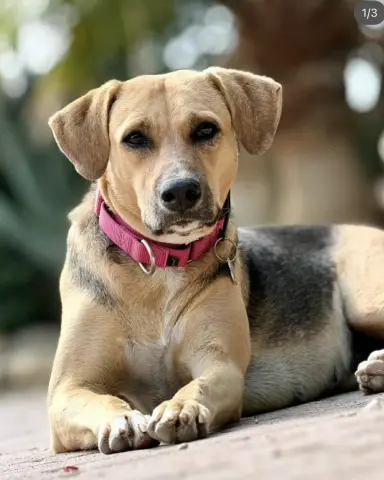 Taquita