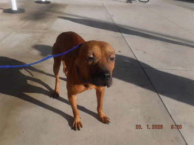 Pocho - Photo 1