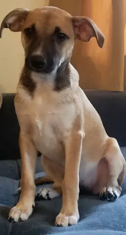 Stella