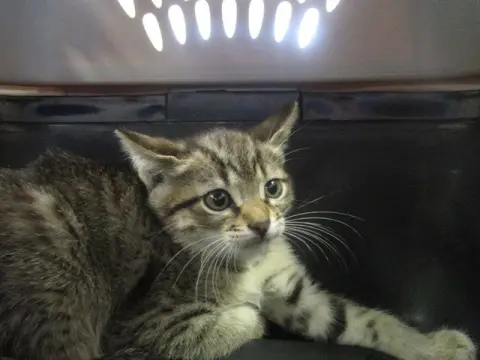 Nutmeg