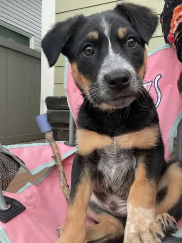 Oliver