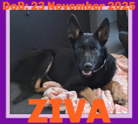 Ziva