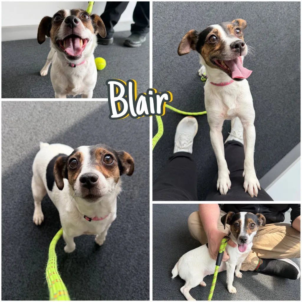 Blair - Photo 1