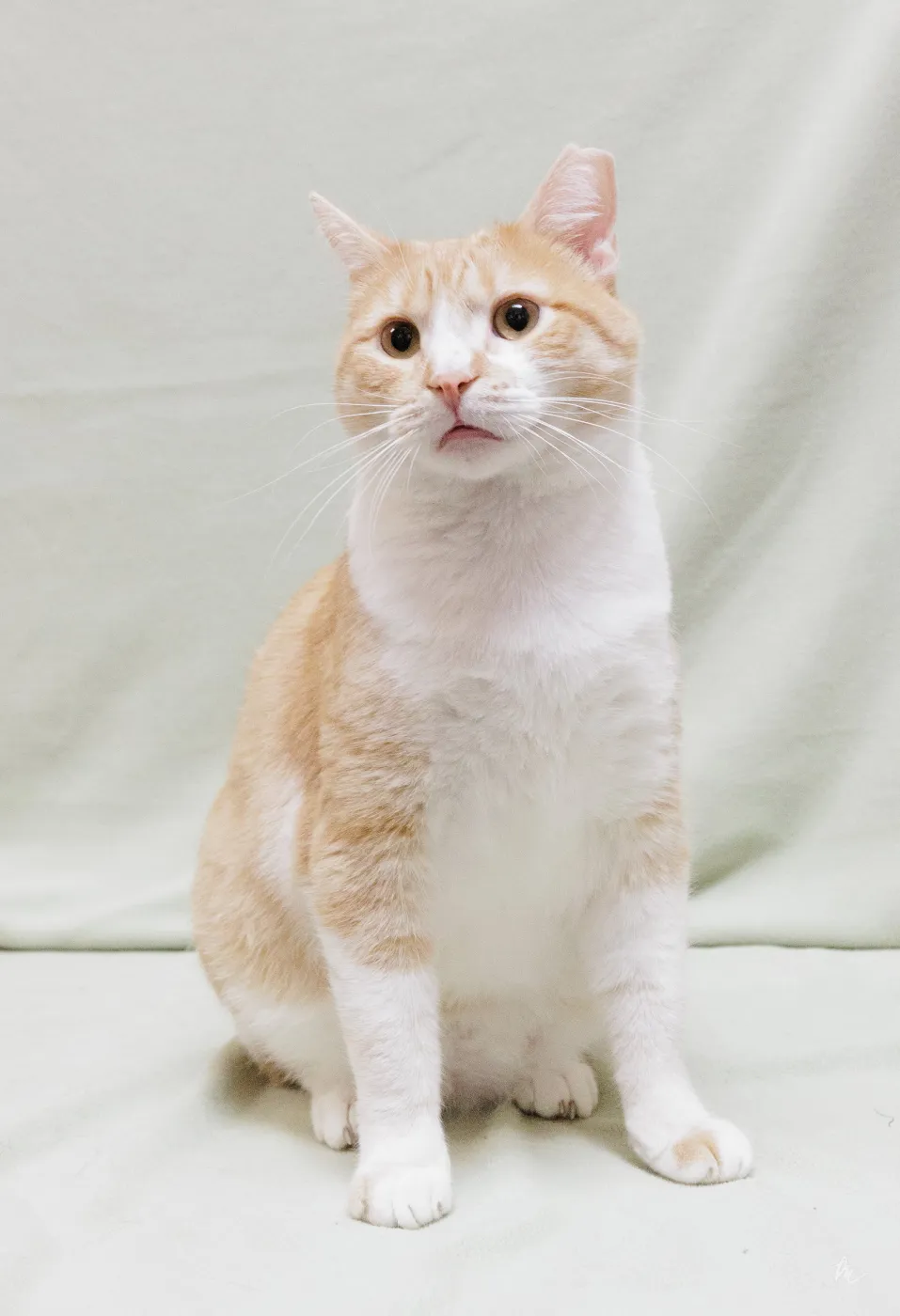 Butterscotch - Photo 1