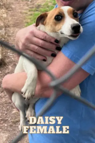 Daisy