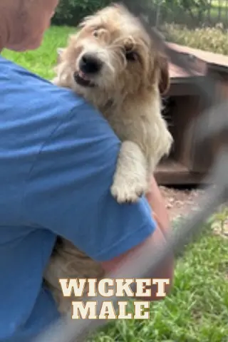 Wicket