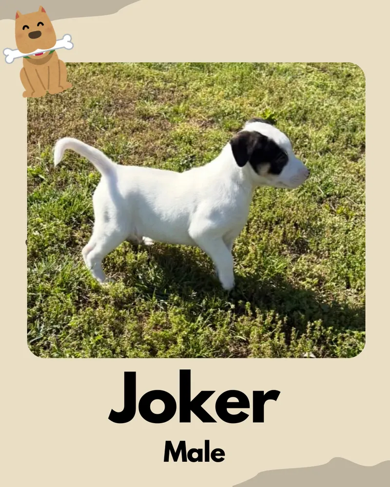 Joker - Photo 1