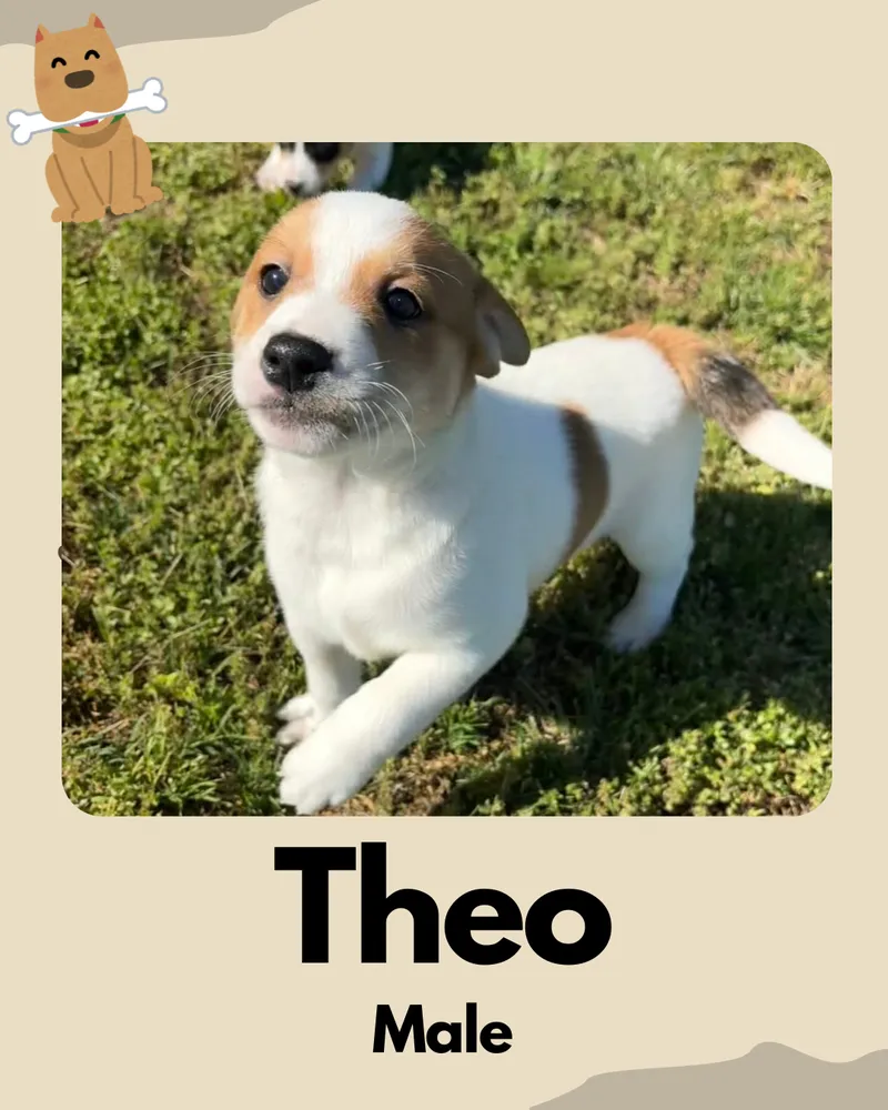Theo - Photo 1