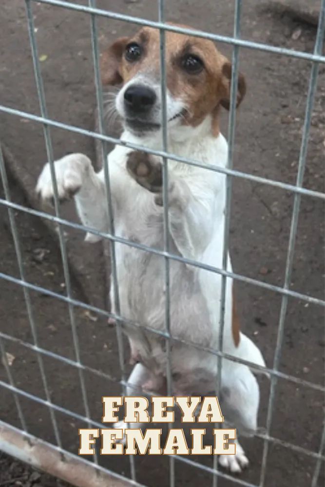 Freya - Photo 1