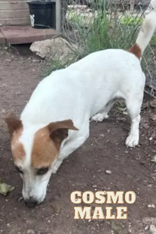 Cosmo