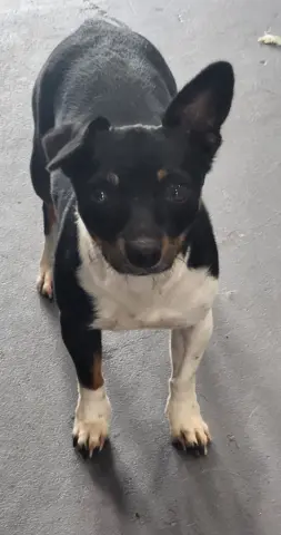 Bayla