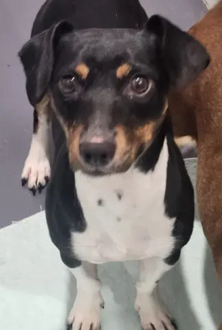 Bianca