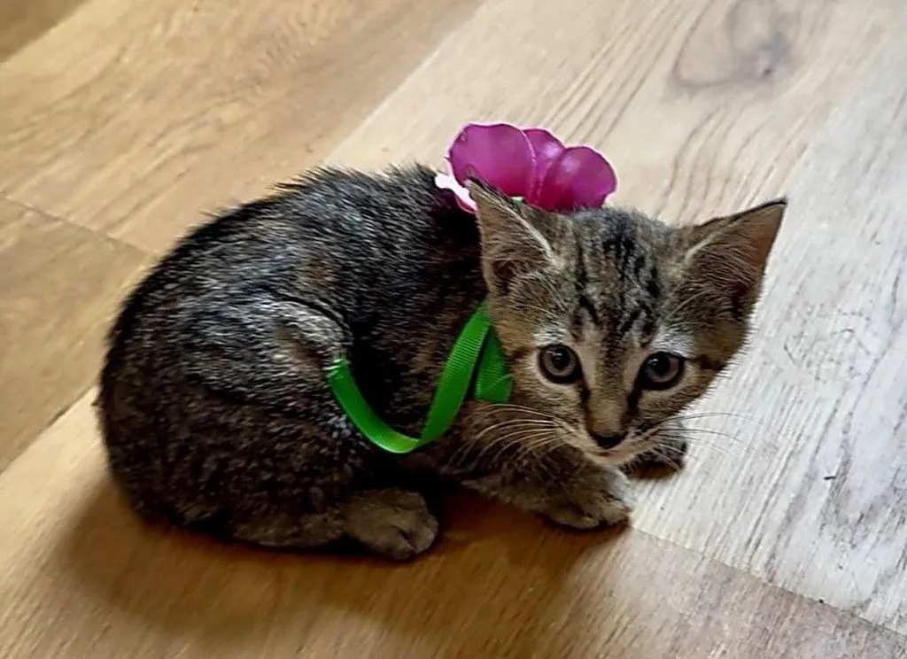 Purrcilla Purrsley - Photo 1