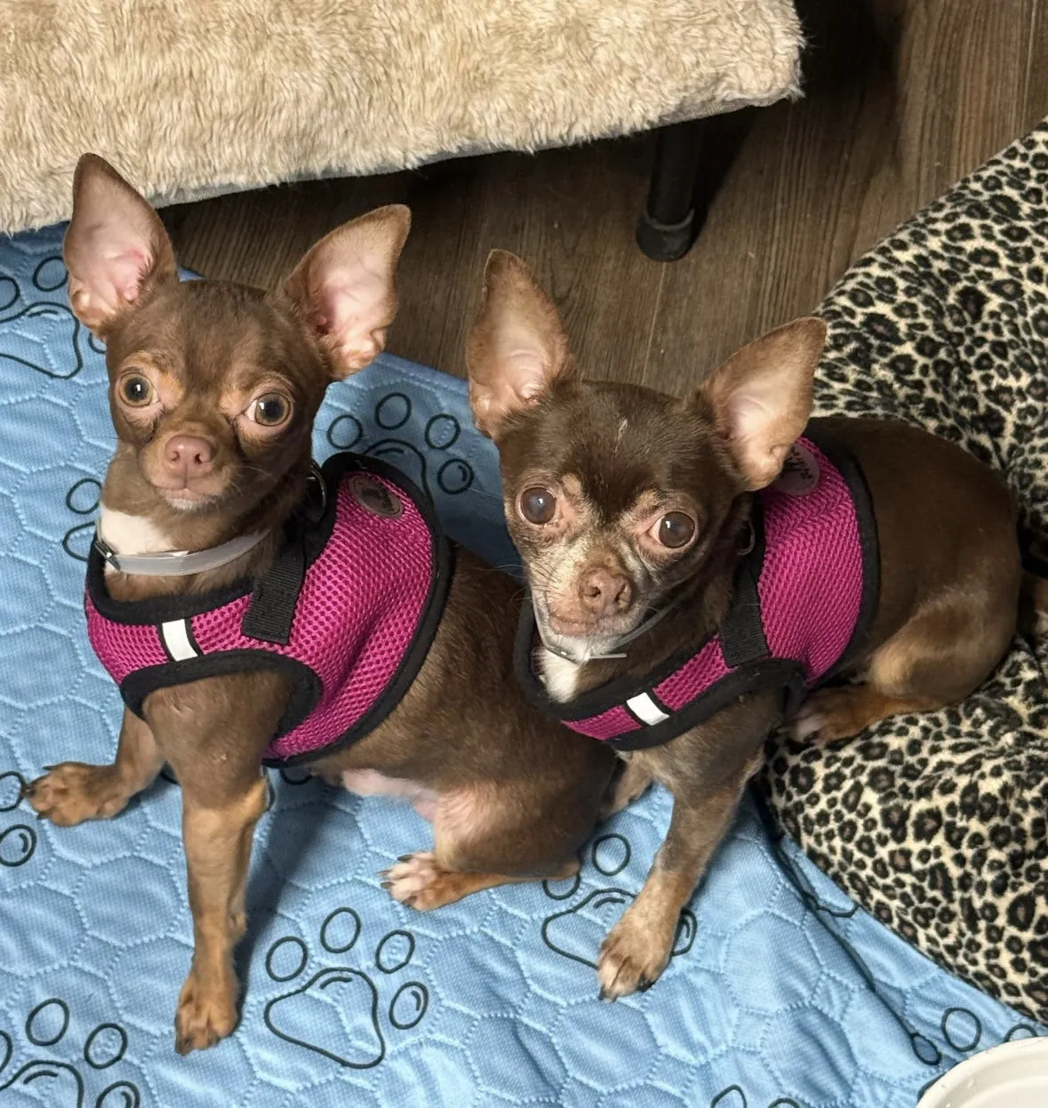Kahlo & Zapato - Photo 1