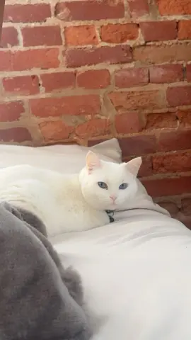 Elsa