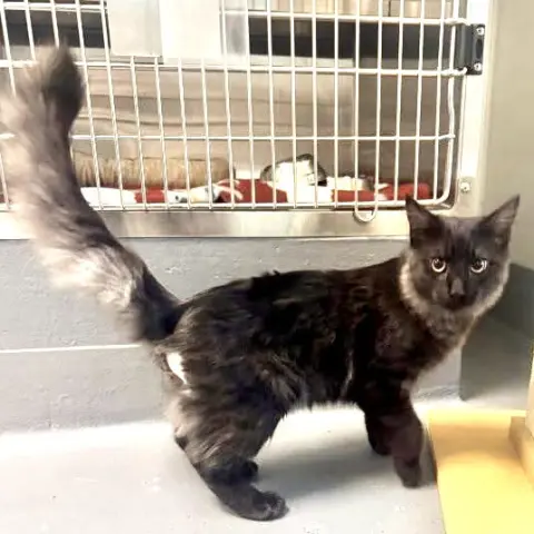 Sir Regal