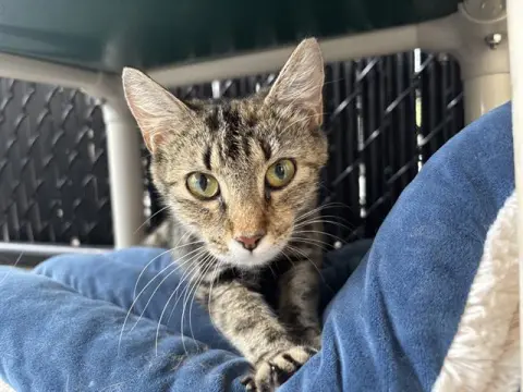 Hazel