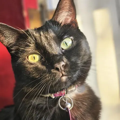 Pepper