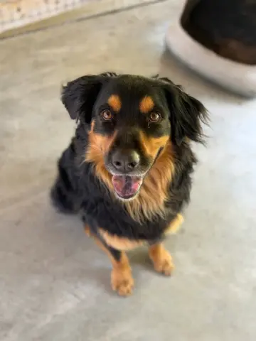 Ranger
