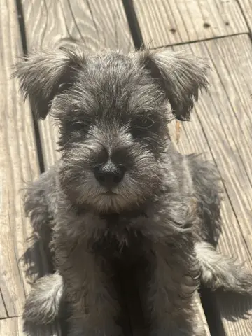 Ronan