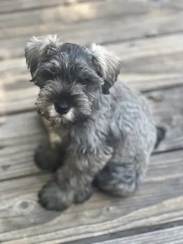 Rory