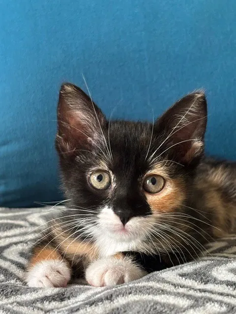 Penny - Photo 1