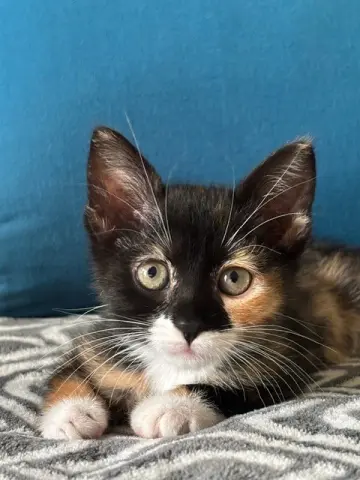 Penny