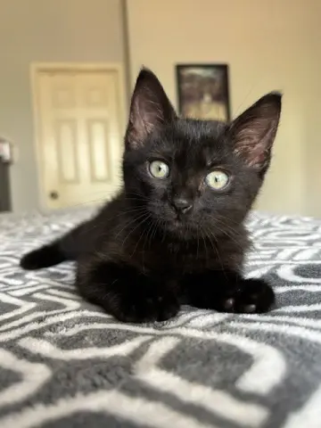 Pepperjack