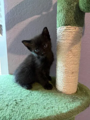 Kuro