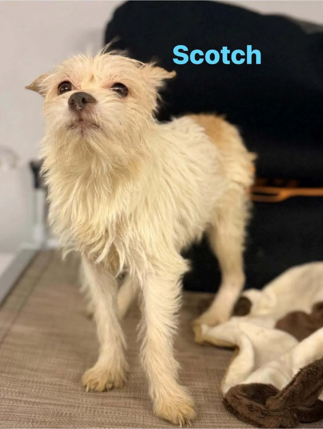Scotch - Photo 1
