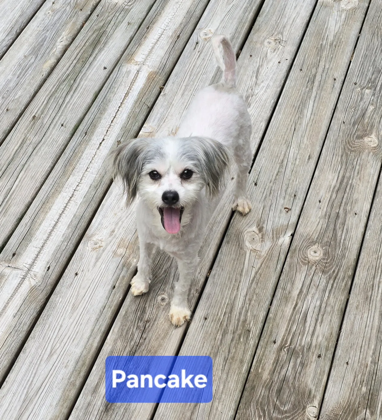 Pancake - Photo 1