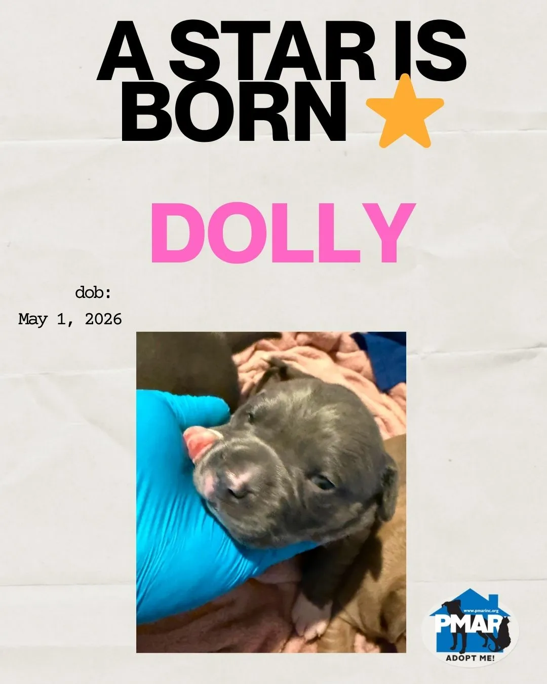 Dolly - Photo 1