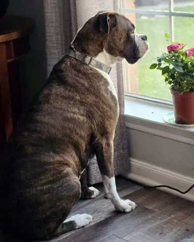 Bella